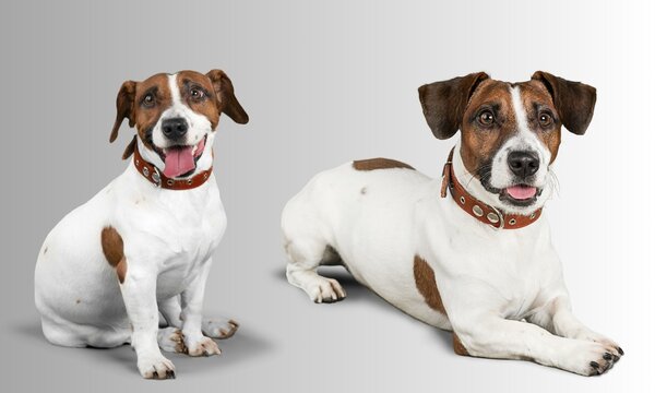 Graceful canines set against a serene gray backdrop, exude a timeless elegance. Their expressive eyes and unique personalities shine amidst the understated canvas, making each dog a work of art.
