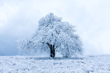 frozen winter tree - 717966292