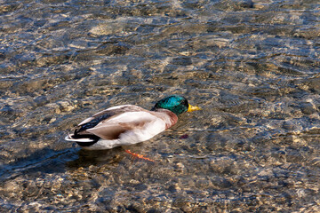 Wild Duck (Anas Platyrhynchos)  On Lake Bohinj, Bohinj Valley, Julian Alps, Slovenia