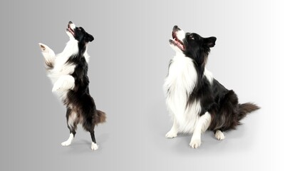 Graceful canines set against a serene gray backdrop, exude a timeless elegance. Their expressive eyes and unique personalities shine amidst the understated canvas, making each dog a work of art.
