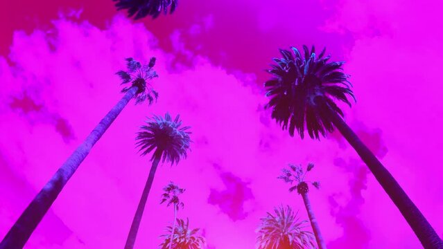 Tropical pink palm leaves background. Beverly Hills street with palm trees. Driving under Beverly Hills palm trees. 