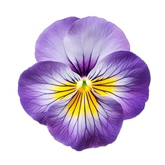 A single piece of pansy top view isolated on white background