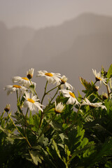 Piękne krzewy białych kwiatów rosnące w górskiej dolinie na wyspie Madera. Beautiful bushes of...