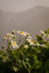 Piękne krzewy białych kwiatów rosnące w górskiej dolinie na wyspie Madera. Beautiful bushes of white flowers growing in a mountain valley on the island of Madeira.