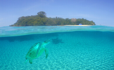 a green sea turtle swimming in a reef