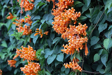 Orange trumpet or pyrostegia venusta full bloom.