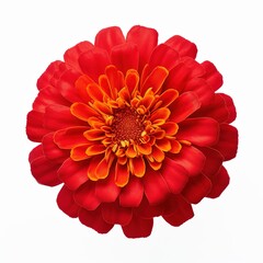 A single piece of red marigold top view isolated on white background