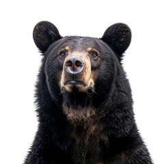Head Shot of Asiatic Black Bear - obrazy, fototapety, plakaty