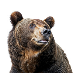 Head Shot of brown Bear, Grizzly Bear - obrazy, fototapety, plakaty
