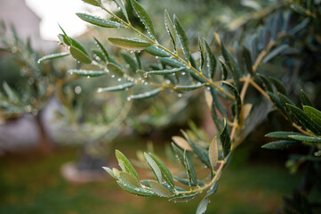 Close up of wet branch of olive tree on blurred background. Fresh drops of summer rain sparkling on...