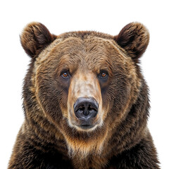 Head Shot of brown Bear, Grizzly Bear