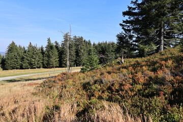 Heidelandschaft auf dem Gipfel des großen Arbers im Bayerischen Wald	