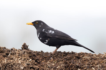 leucistic blackbird. Blackbird with leucism,  blackbird with white markings. Bird in the Brecon Beacons, Wales.