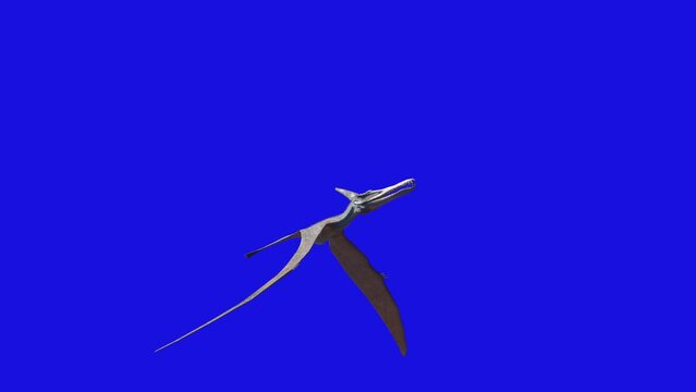Pterodactyl dinosaur flying looped 3d animation render on blue background