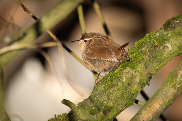 little wren bird perched on branch. 