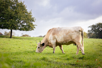 White park cow grazing in a field. rare breed cow associated with welsh folklore. 