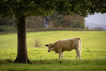 White park calf grazing in a field. White park cattle associated with welsh folklore.