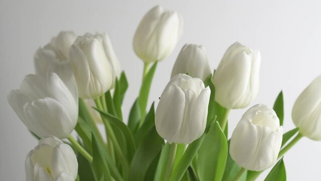 Beautiful female hands touches the blossom white tulips bouquet.