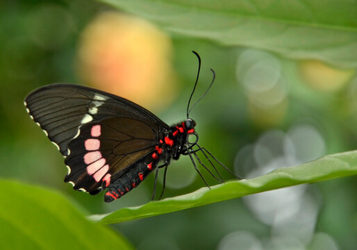 Gros-plan sur un papillon Parides iphidamas pos&eacute; sur une feuille