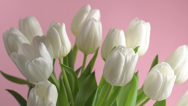 White tulip flowers bunch. Blooming white tulips flower rotating on pink background, closeup. Holiday gift, bouquet