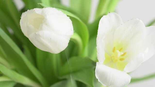 Falling drops of water on flowers of beautiful white tulips. Rain falling on white flowers, macro shot.