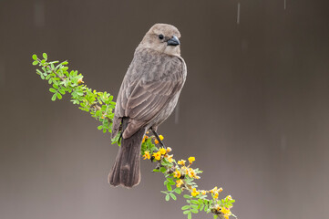 Bay winged Cowbird in Calden forest environment, La Pampa Province, Patagonia, Argentina.