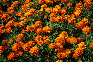 marigold flower blossom on the garden, flower yellow and orange