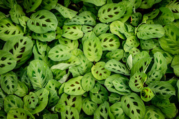 Maranta leuconeura, also known as prayer plant. leaf patern background