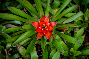 top view close up of Red orange bromelioideae in the garden