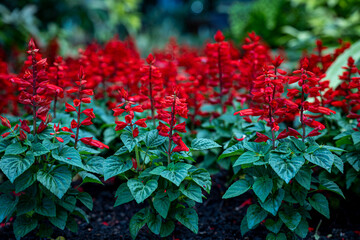 Bright red salvia blooming in a summer garden