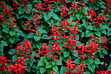 Bright red salvia blooming in a summer garden