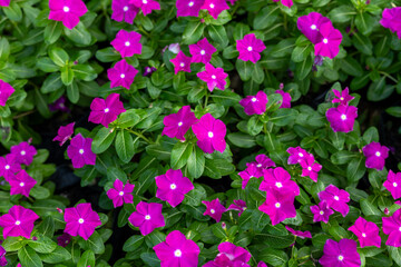 Nature background image,Exquisite pink blossom, vinca roseus