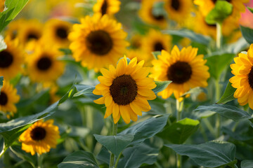 Sun Flower field, Blooming, Yellow