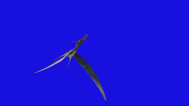 Pterodactyl dinosaur flying looped 3d animation render on blue background