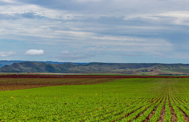 Fototapeta na wymiar soybean plantation with mountains in the background