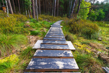 Wooden walkway in the bog in autumn. Nature composition. - 717991852