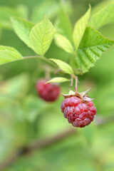 European red Raspberry branch with fruit