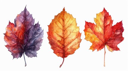 Leaves png, green leaf, autumn leaf on white transparent isolated background, colorful