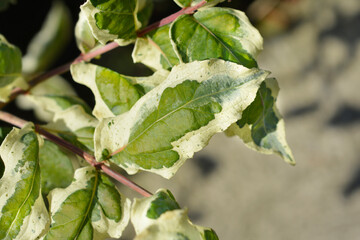 Bush honeysuckle Cool Splash leaves