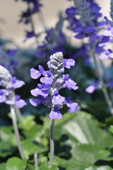 Mealy Cup Sage flowers