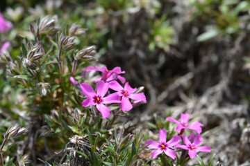 Creeping Phlox Atropurpurea flowers
