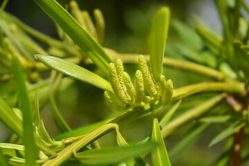 Oleander podocarp branch with flowers