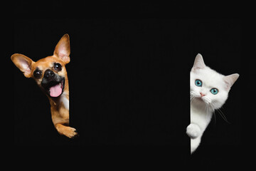 A cute cat and dog puppies holds a black blank mockup banner. on black isolated background, copy space.