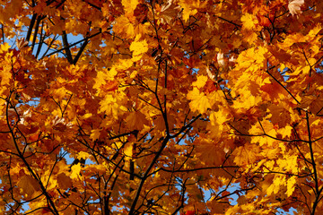 Autumn Leaves in Zurich, Switzerland