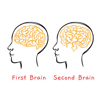 HUMAN INTESTINE IS SECOND BRAIN Medicine Human Health Lifestyle Teaching Students Vector Illustration Sketch Of Head On Banner