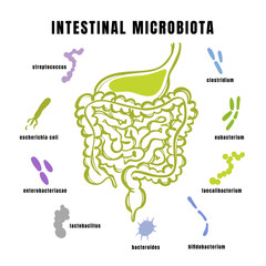 INTESTINAL MICROBIOTA BACTERIA Types In Gut Of The Human Medical Banner For Student Education Anatomy Scheme With Text Hand Drawn Vector Illustration