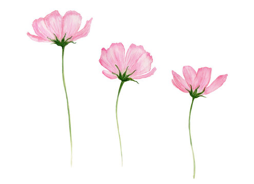 Fleurs cosmos roses aquarelle