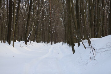 winter forest in the snow