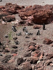 penguins 