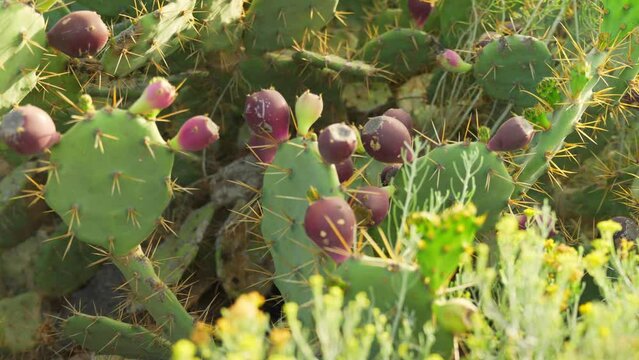 Cactus field. Prickly pear (Opuntia phaeacantha) with purple ripe fruits.